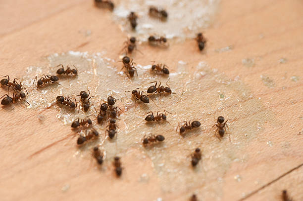 Wasp Removal Services in Gulfport, MS